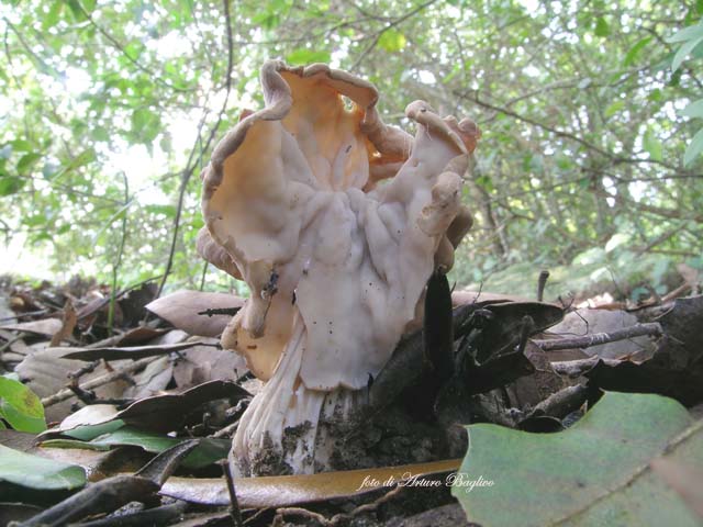 Helvella crispa